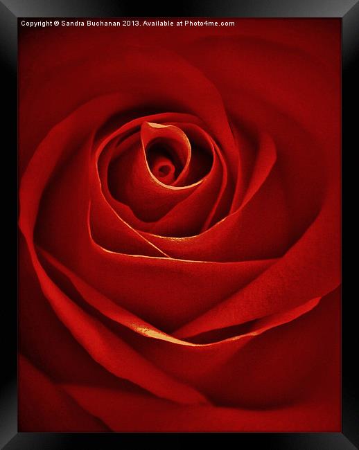 Vintage Red Rose Framed Print by Sandra Buchanan
