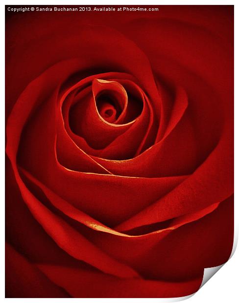 Vintage Red Rose Print by Sandra Buchanan