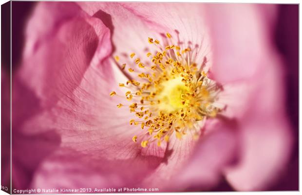 Pink Rose Flower Photographic Close Up Canvas Print by Natalie Kinnear