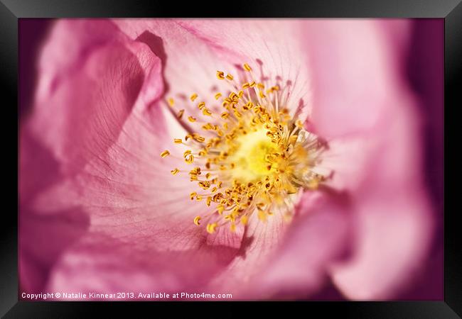 Pink Rose Flower Photographic Close Up Framed Print by Natalie Kinnear
