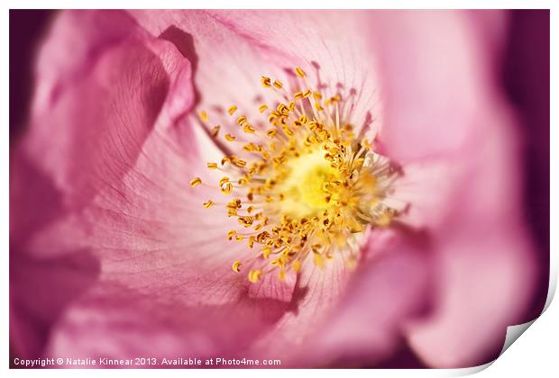 Pink Rose Flower Photographic Close Up Print by Natalie Kinnear