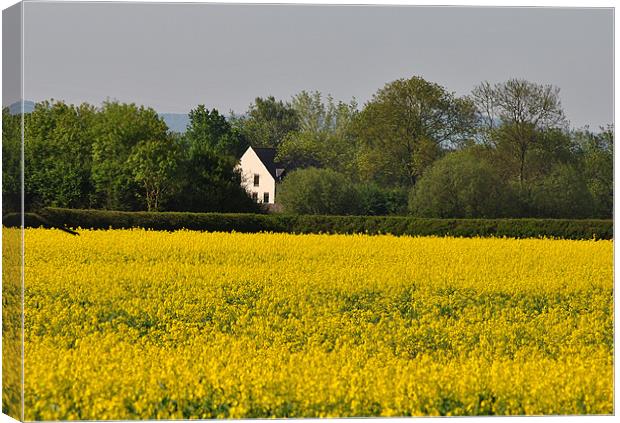 Beside a Golden Field Canvas Print by graham young