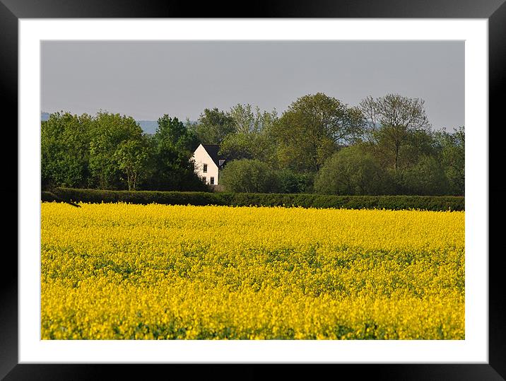 Beside a Golden Field Framed Mounted Print by graham young