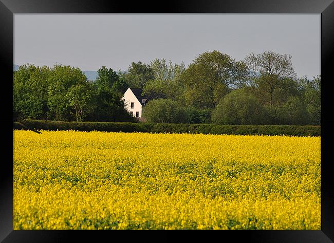 Beside a Golden Field Framed Print by graham young