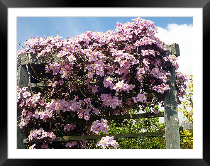 Pink Clematis Framed Mounted Print by Antoinette B