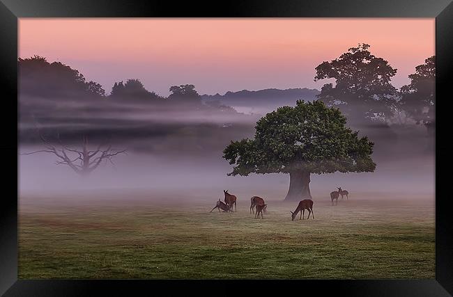 Misty Deer and Tree Framed Print by Jennie Franklin