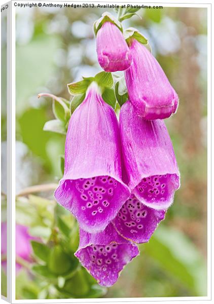 FOXGLOVES Canvas Print by Anthony Hedger