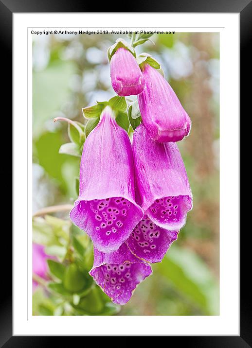 FOXGLOVES Framed Mounted Print by Anthony Hedger