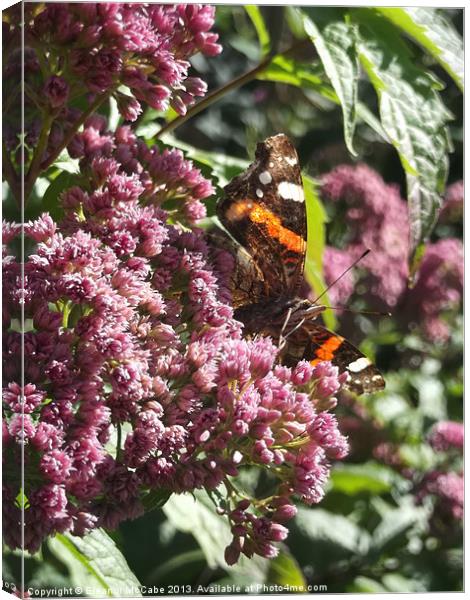 Shiny Red Admiral! Canvas Print by Eleanor McCabe