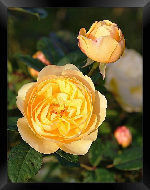 Yellow Rose Framed Print by Ruth Hallam