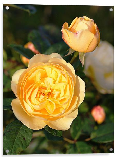 Yellow Rose Acrylic by Ruth Hallam