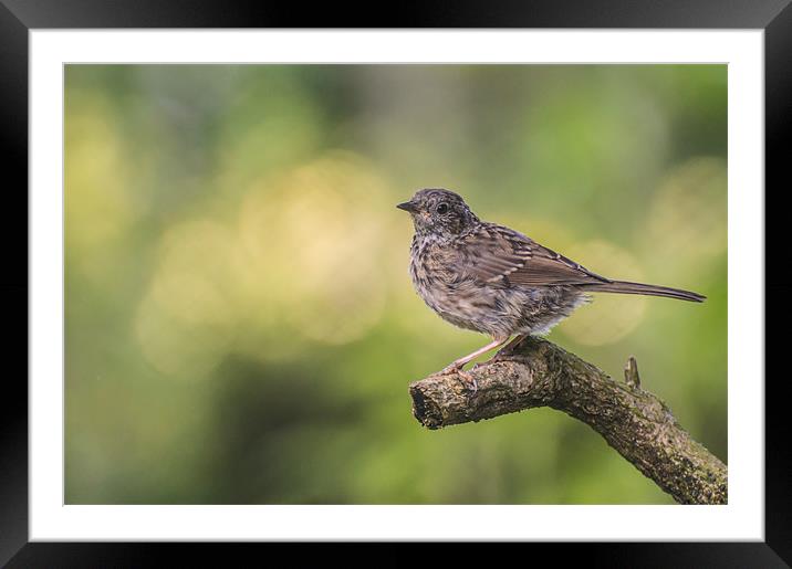 Young Dunnock Framed Mounted Print by Phil Tinkler