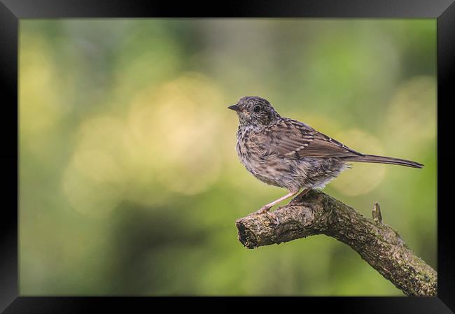 Young Dunnock Framed Print by Phil Tinkler
