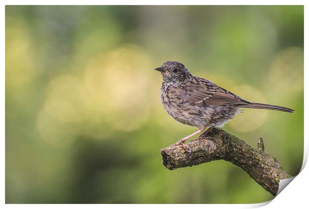Young Dunnock Print by Phil Tinkler
