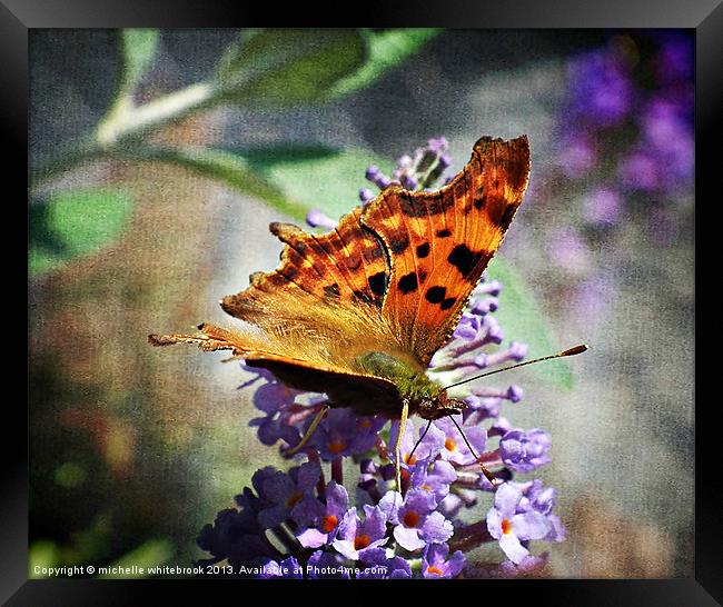 BUTTERFLY 6 Framed Print by michelle whitebrook
