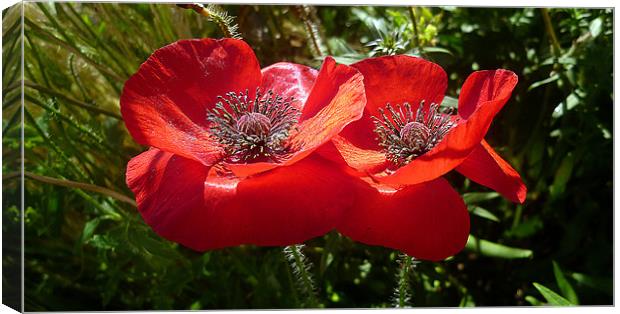 Red Poppies Canvas Print by Antoinette B