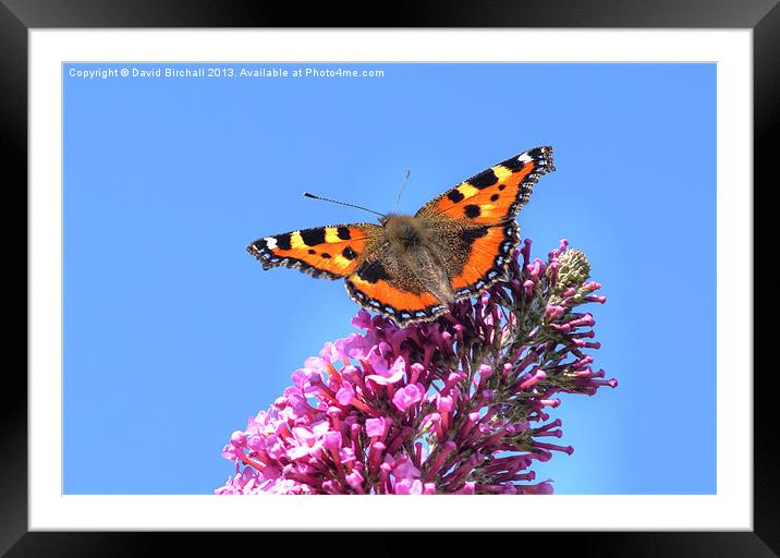 Small Tortoishell Butterfly Framed Mounted Print by David Birchall