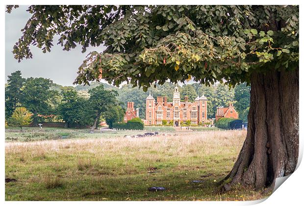Blickling Hall by a Beech Tree Print by Stephen Mole