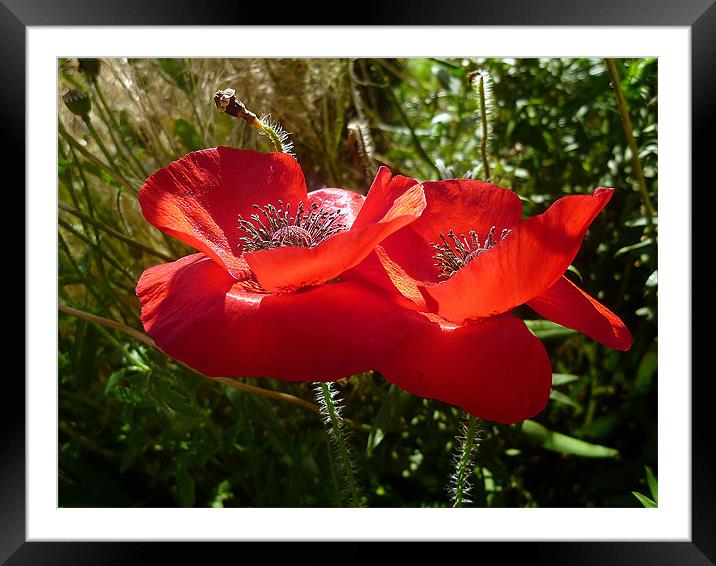 Red Poppies Framed Mounted Print by Antoinette B