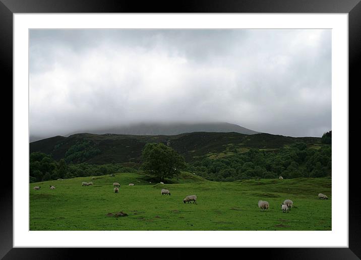 Sheep on Scottish hillside Framed Mounted Print by Ruth Hallam