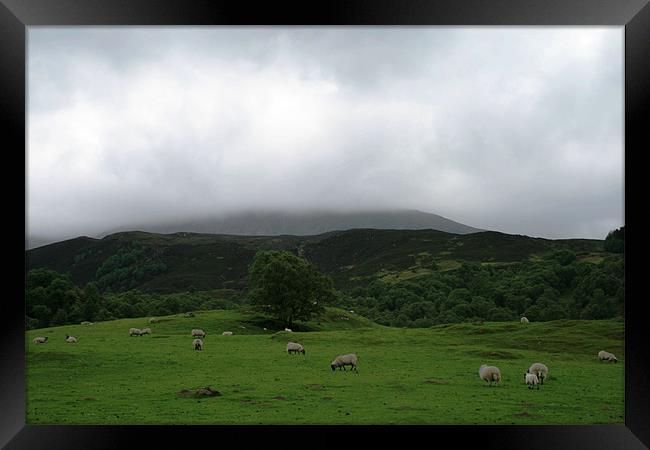 Sheep on Scottish hillside Framed Print by Ruth Hallam