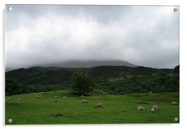 Sheep on Scottish hillside Acrylic by Ruth Hallam