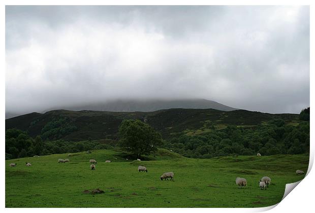 Sheep on Scottish hillside Print by Ruth Hallam