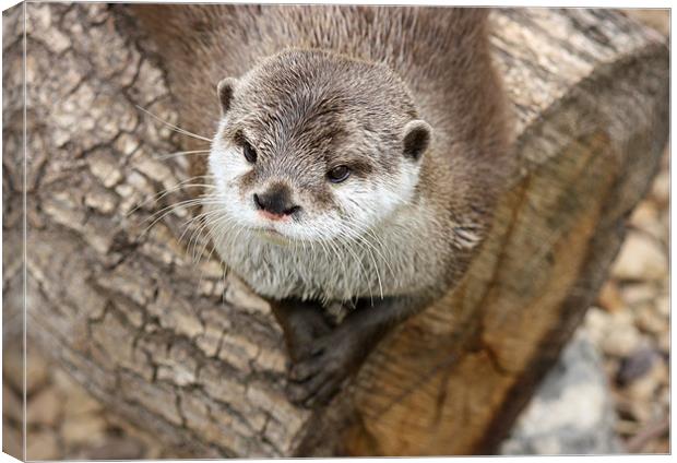 Short Clawed Otter Canvas Print by zoe jenkins