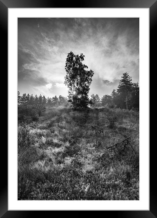 sun behind the tree Framed Mounted Print by Jo Beerens