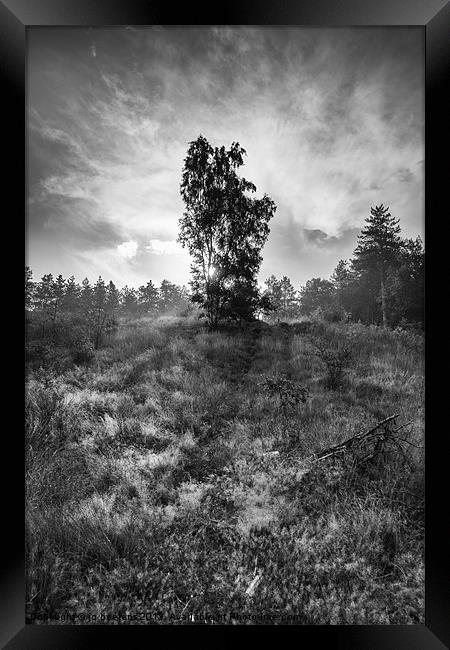 sun behind the tree Framed Print by Jo Beerens