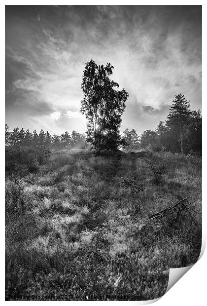 sun behind the tree Print by Jo Beerens