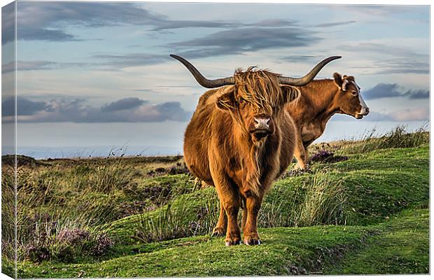 Highland Cattle Canvas Print by kevin wise