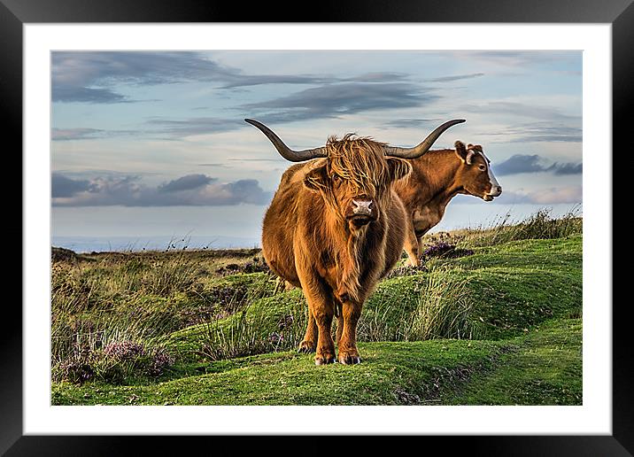Highland Cattle Framed Mounted Print by kevin wise