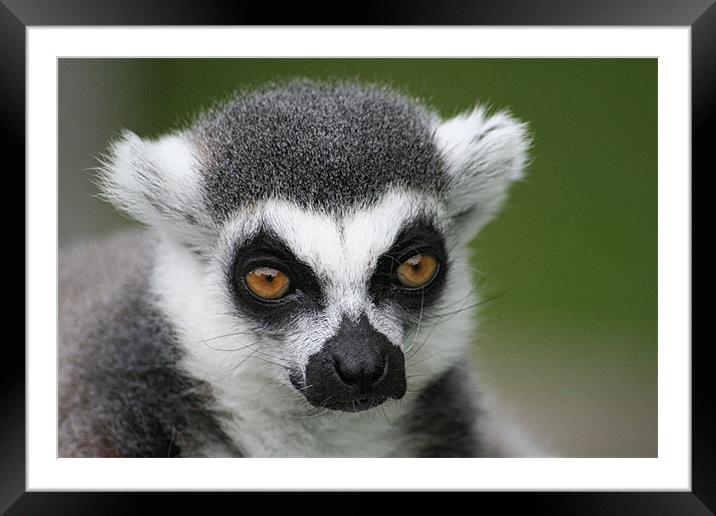 Ringtail Lemur Framed Mounted Print by Nige Morton