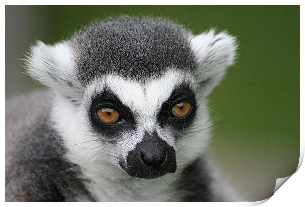 Ringtail Lemur Print by Nige Morton