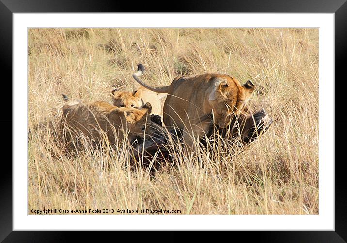 Lions Moving a Wildebeest Kill Framed Mounted Print by Carole-Anne Fooks