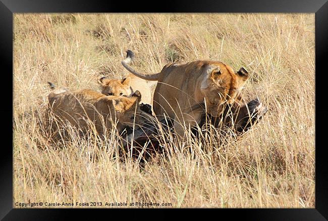 Lions Moving a Wildebeest Kill Framed Print by Carole-Anne Fooks