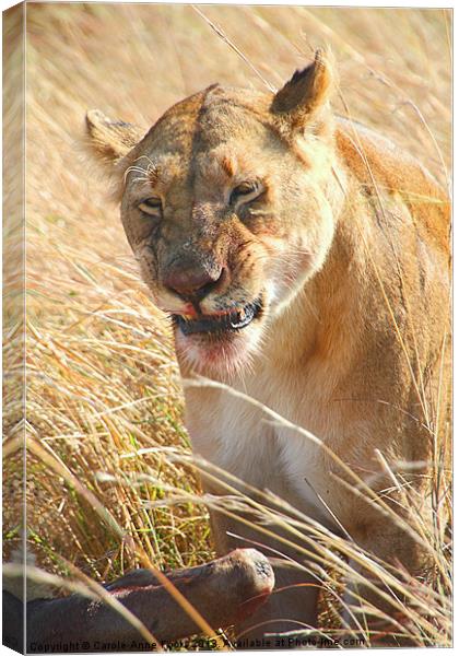 Lioness With Wilderbeest Kill Canvas Print by Carole-Anne Fooks