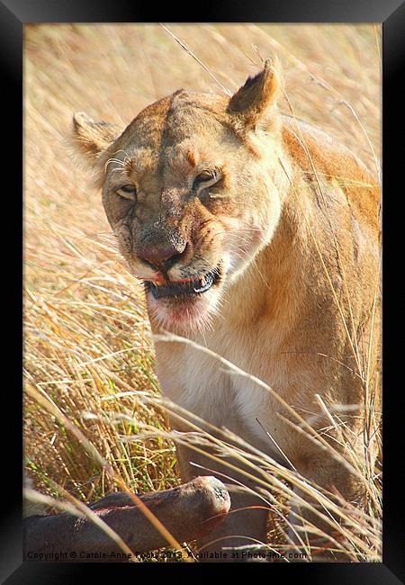 Lioness With Wilderbeest Kill Framed Print by Carole-Anne Fooks
