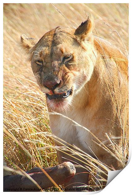 Lioness With Wilderbeest Kill Print by Carole-Anne Fooks