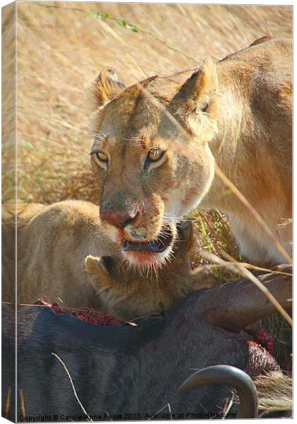 Lions at a Wildebeest Kill Canvas Print by Carole-Anne Fooks
