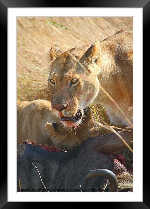 Lions at a Wildebeest Kill Framed Mounted Print by Carole-Anne Fooks