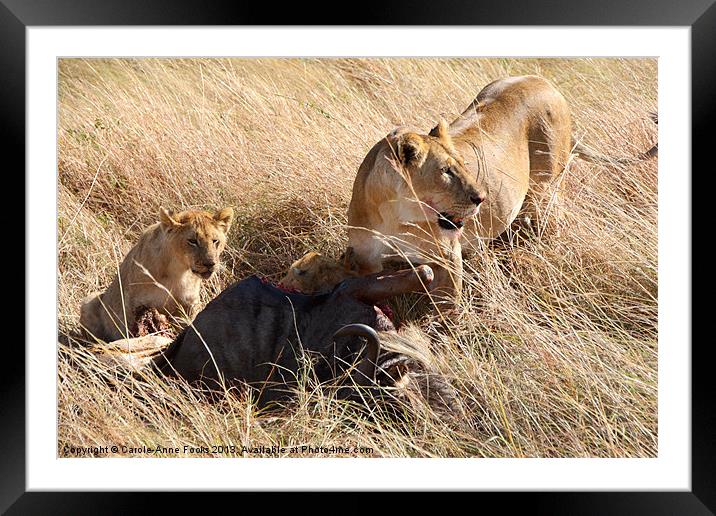 Lions with Wildebeest Kill Framed Mounted Print by Carole-Anne Fooks