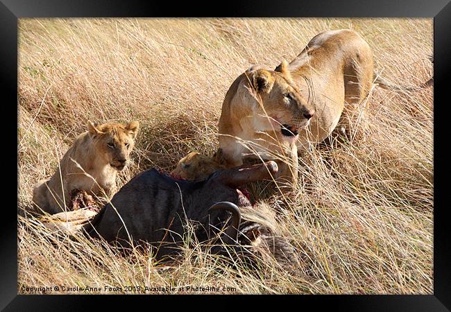 Lions with Wildebeest Kill Framed Print by Carole-Anne Fooks