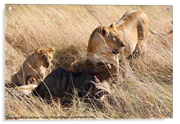 Lions with Wildebeest Kill Acrylic by Carole-Anne Fooks