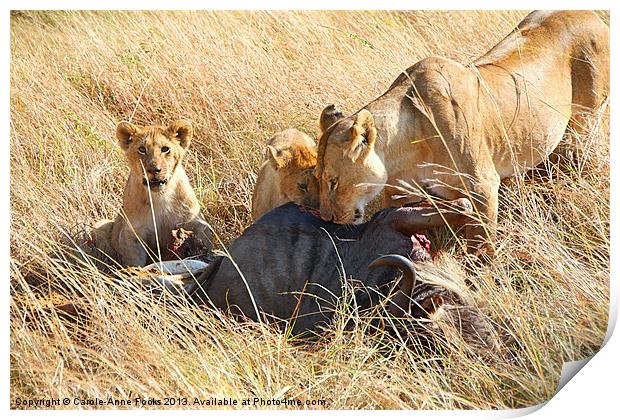 Lions at a Wildebeest Kill Print by Carole-Anne Fooks