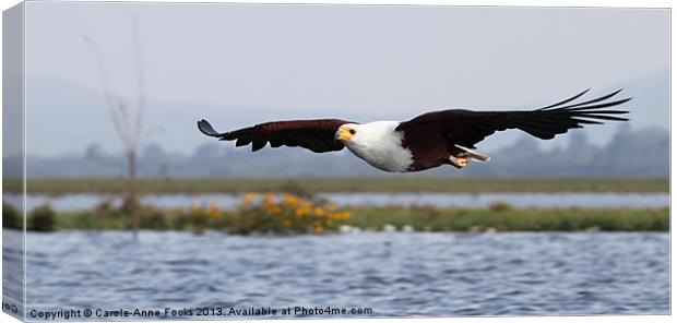 African Fish Eagle Swooping Canvas Print by Carole-Anne Fooks