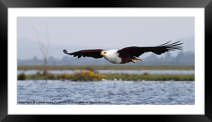 African Fish Eagle Swooping Framed Mounted Print by Carole-Anne Fooks