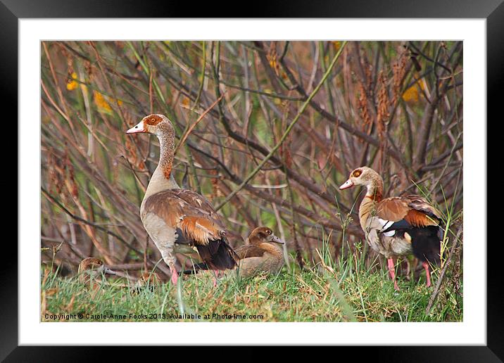 Egyptian Geese Family Framed Mounted Print by Carole-Anne Fooks
