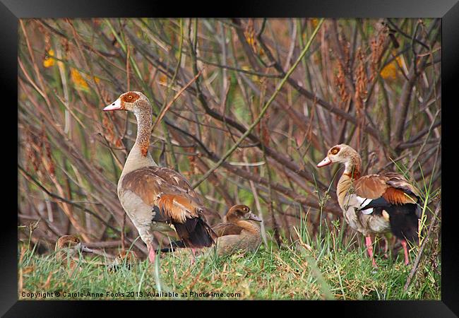 Egyptian Geese Family Framed Print by Carole-Anne Fooks